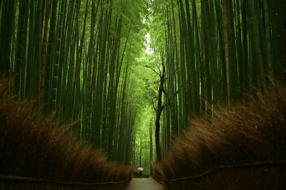 Stroll Arashiyama’s Bamboo Grove and Riverside Sights in Kyoto