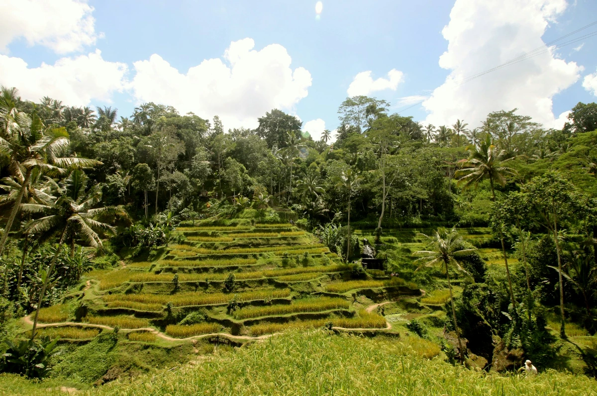 Wander the Tegallalang Rice Terraces and Ubud Jungle in Bali