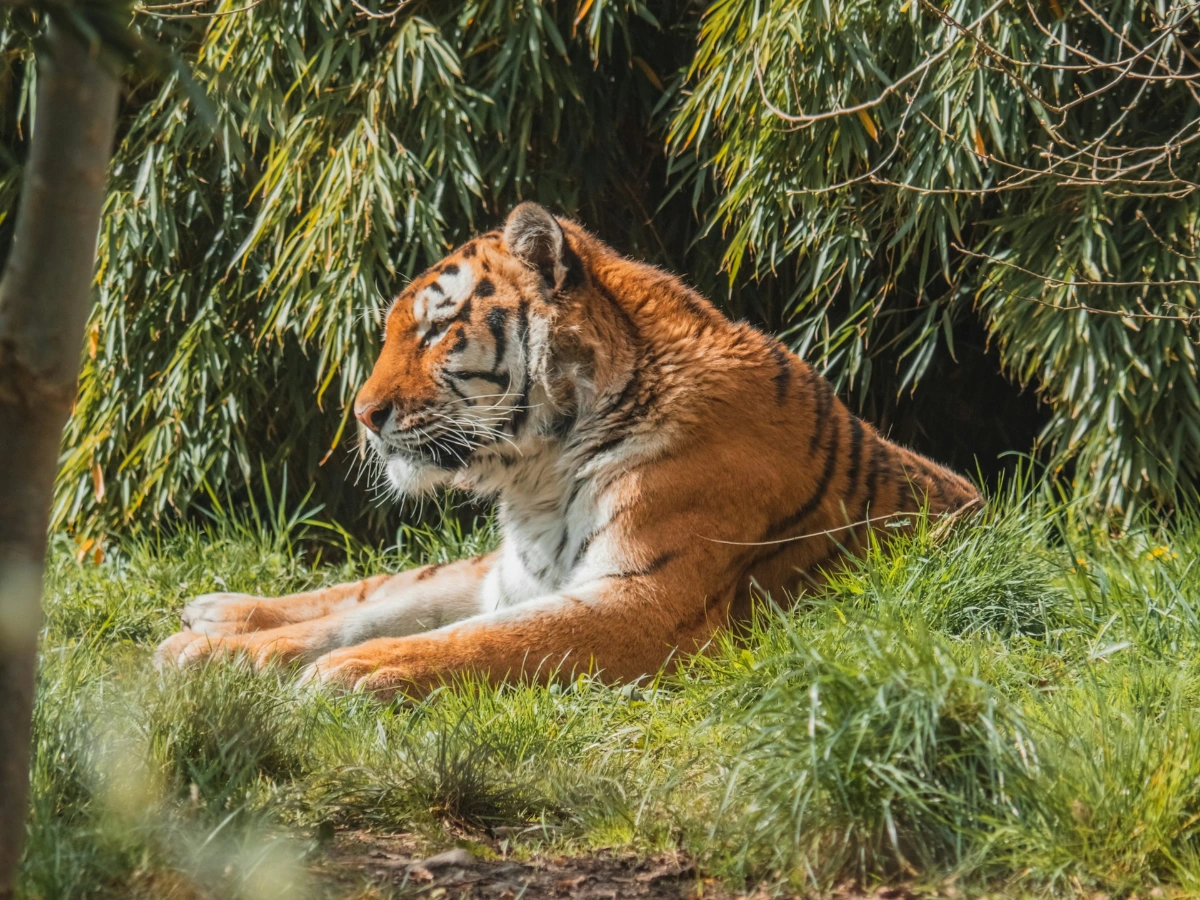 Explore Dublin Zoo in Phoenix Park in Dublin