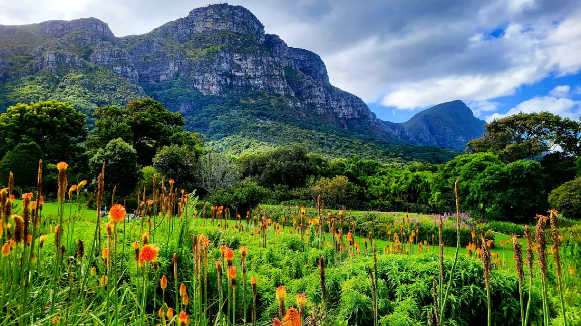 Stroll through Kirstenbosch National Botanical Garden in Cape Town