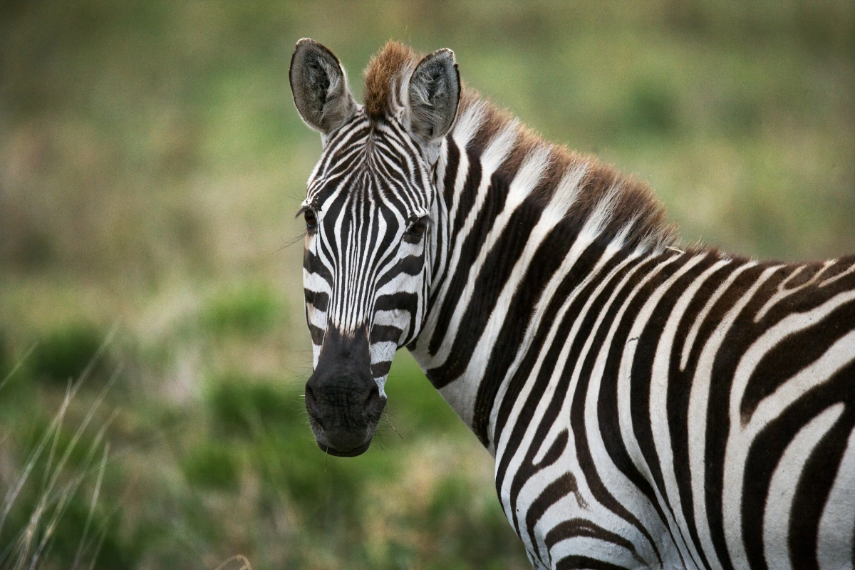 Explore Cape May County Park & Zoo (free admission) in Cape May