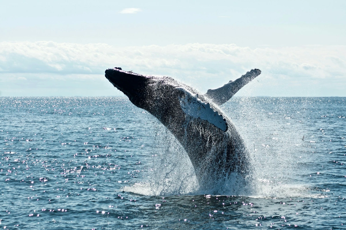 Sea-kayak or go whale-watching from Bar Harbor in Bar Harbor