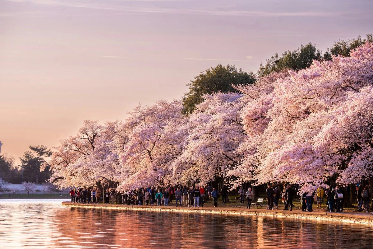 Stroll the Tidal Basin and Cherry Blossoms in Washington, D.C.