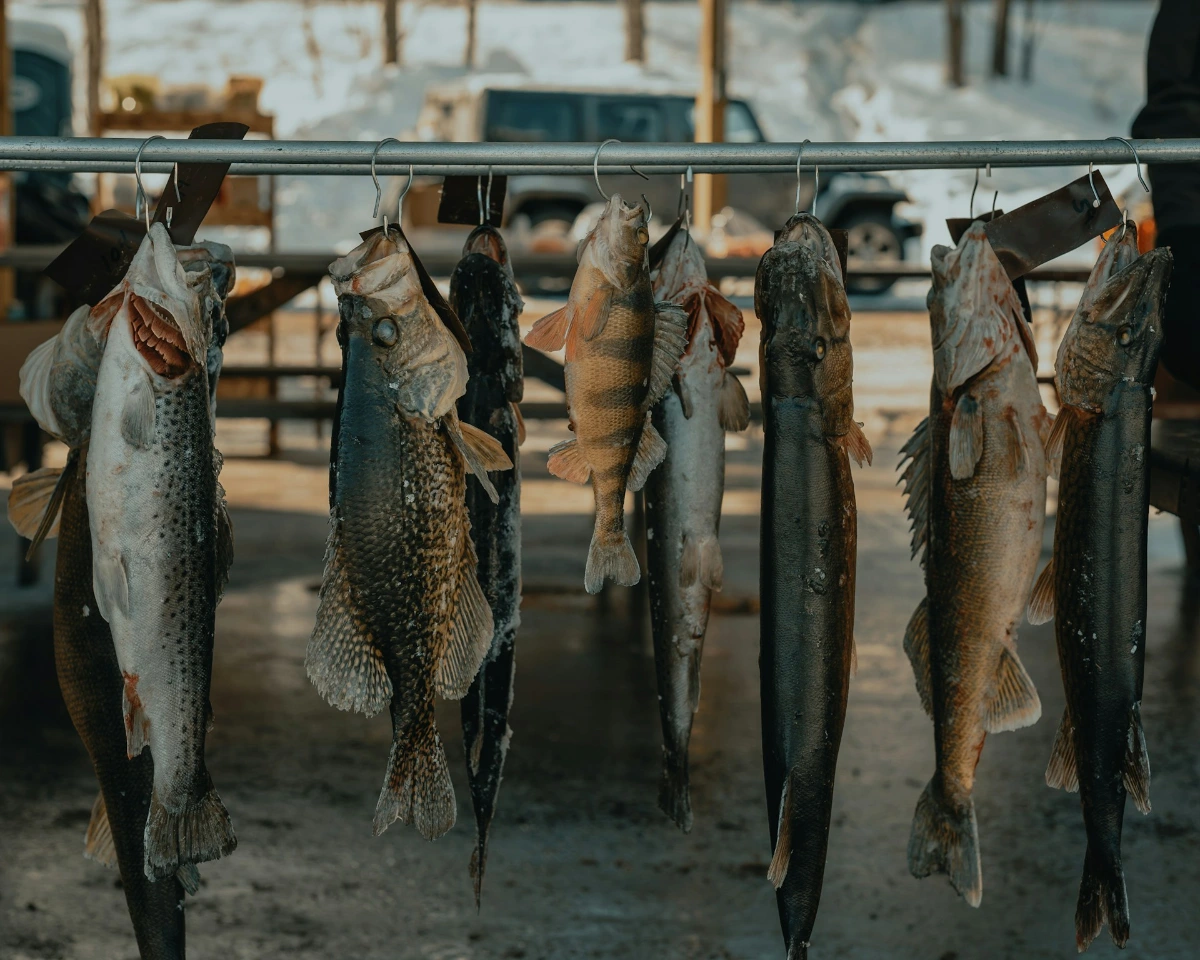 Experience the Southwest Waterfront and Maine Avenue Fish Market in Washington, D.C.