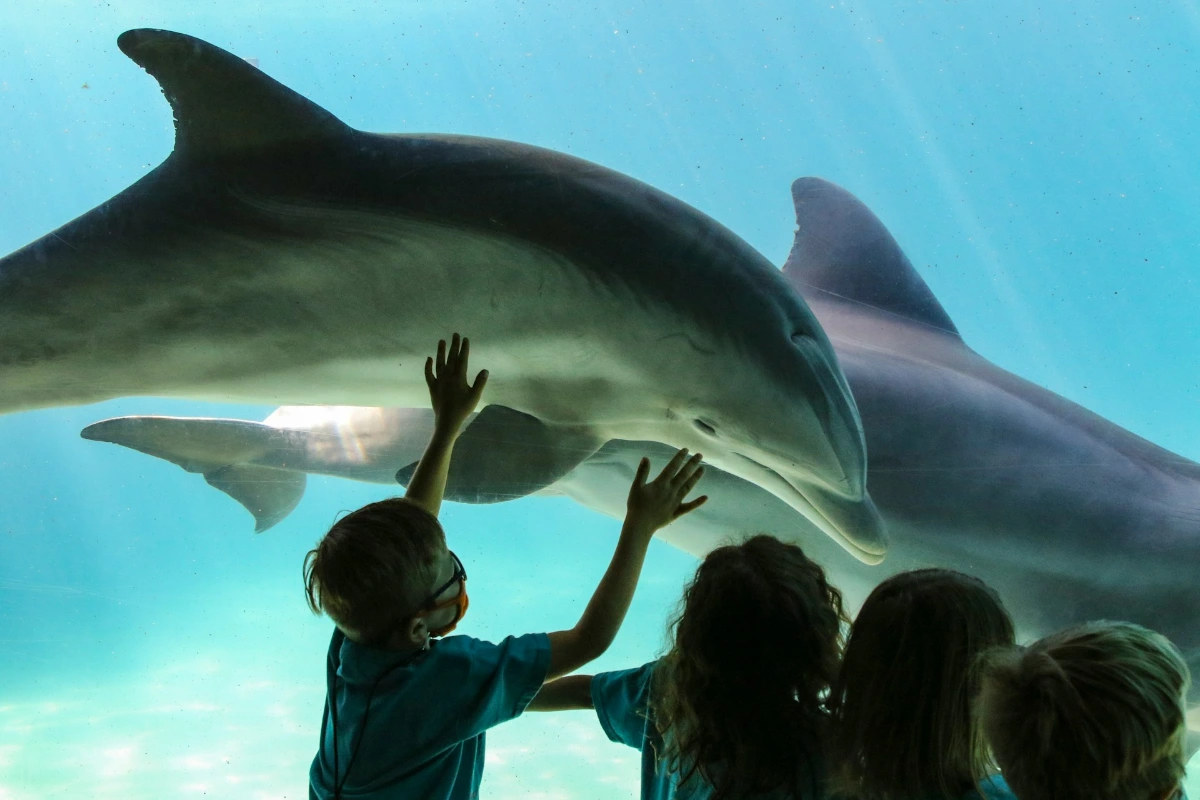 Spend a day at SeaWorld Orlando in Orlando