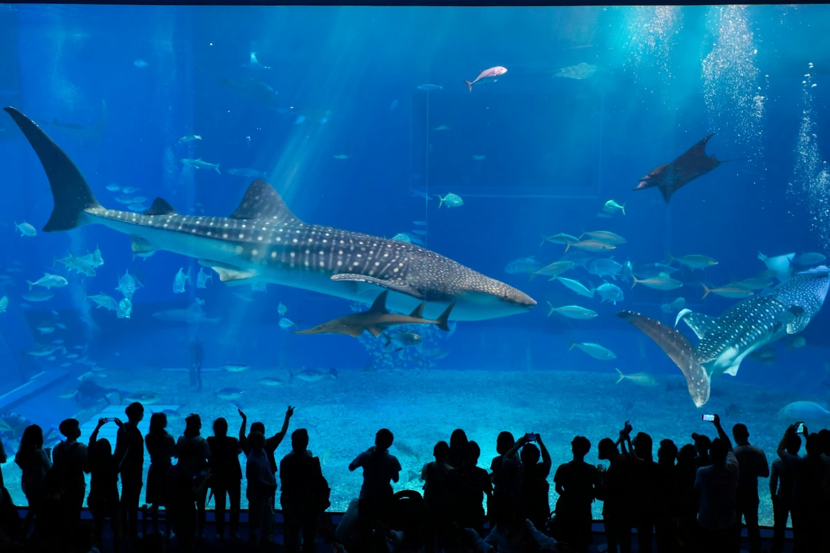 Visit the Georgia Aquarium in Atlanta