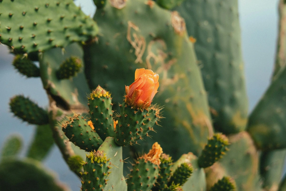 Explore the Desert Botanical Garden in Phoenix
