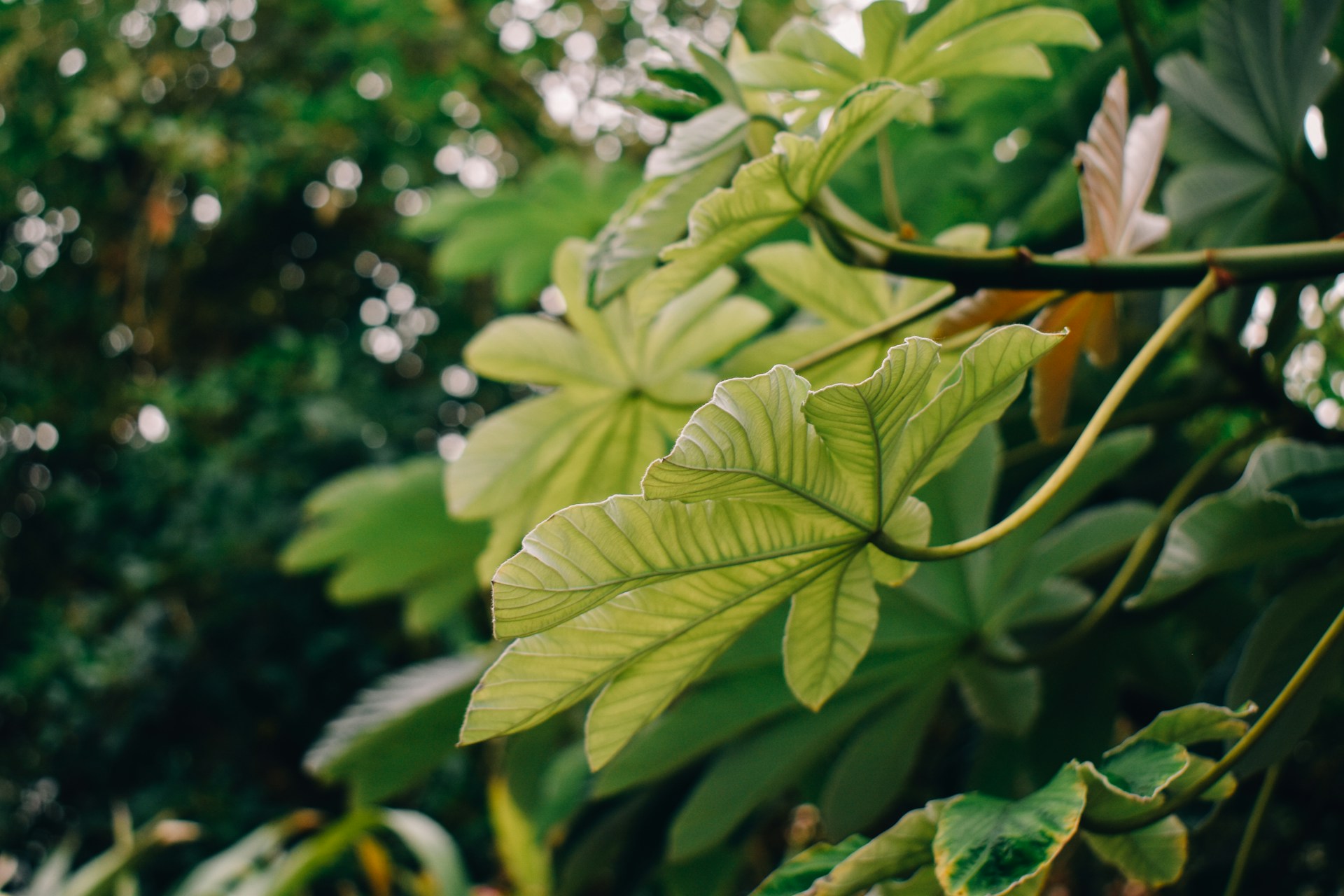 Explore the Denver Botanic Gardens in Denver