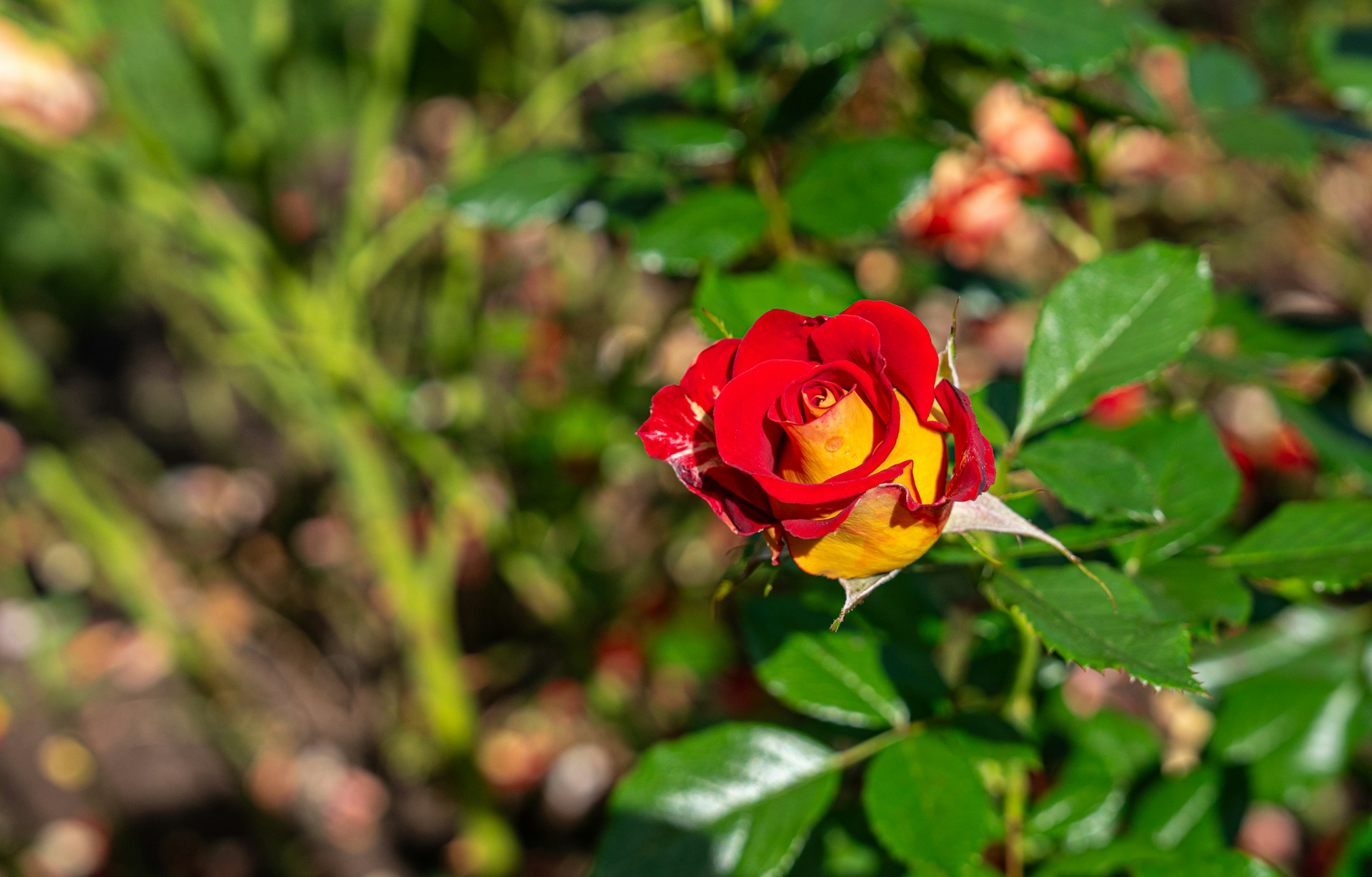 Explore Washington Park in Portland