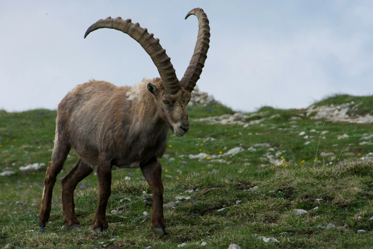 Spot Wildlife at Parc de Merlet in Chamonix