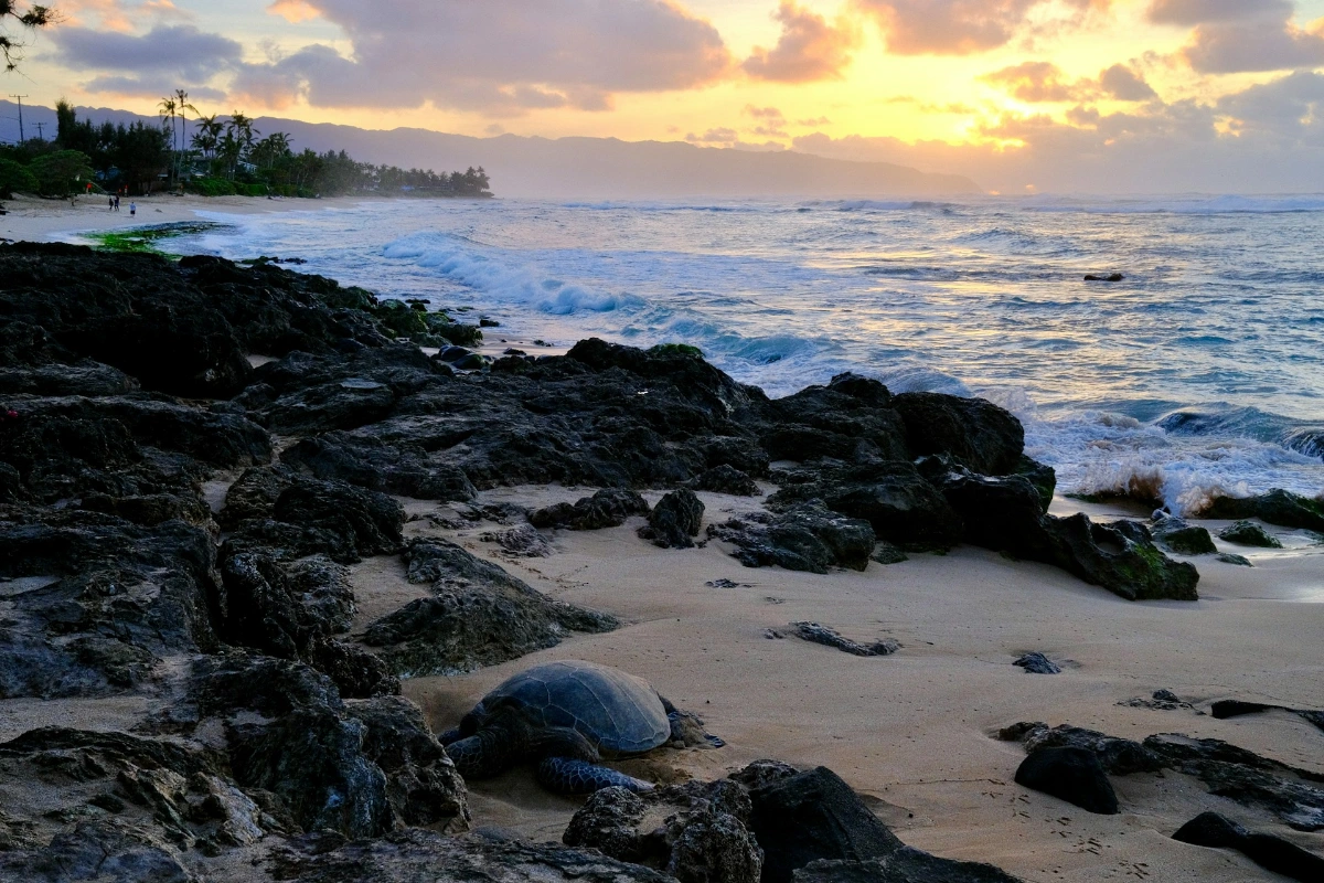 Relax on Oʻahu’s North Shore beaches in O‘ahu