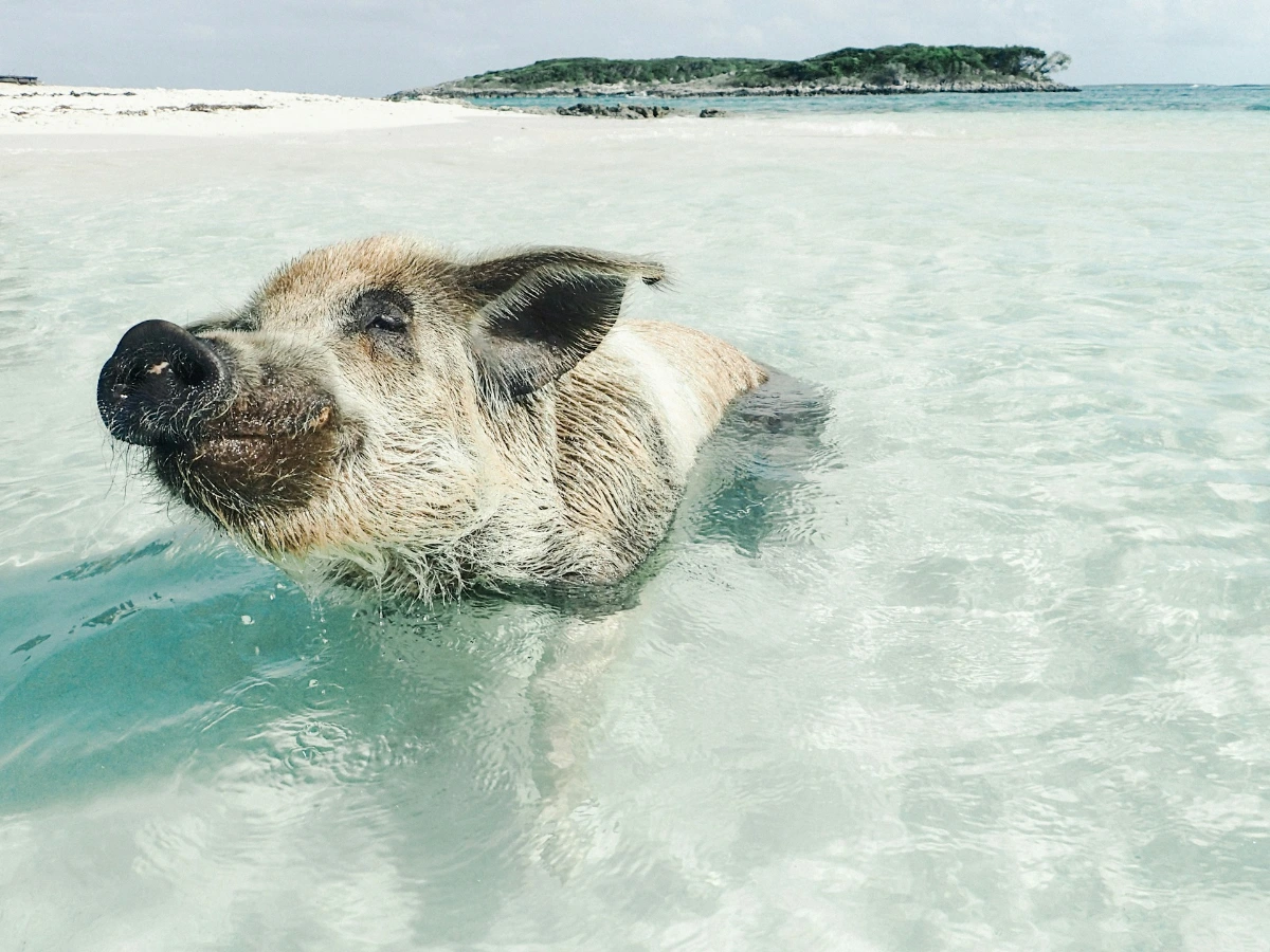 Day Trip to Swim with the Pigs (Pig Beach) in Nassau