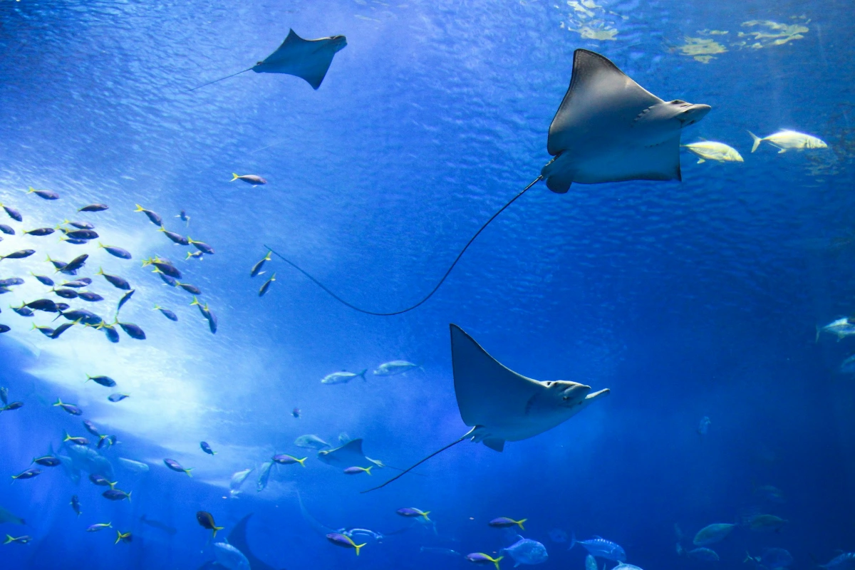 Lagoon Safari & Shark/Ray Snorkel in Bora Bora