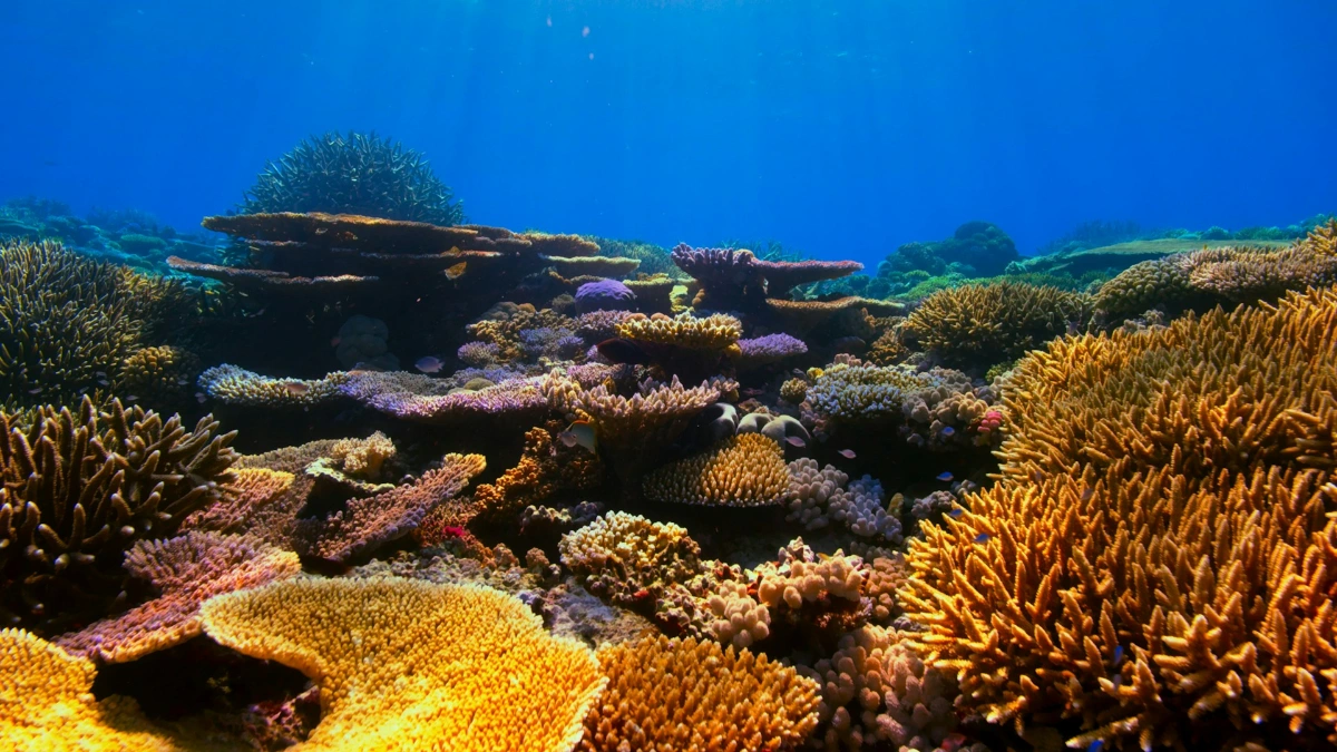 Coral Gardens Snorkeling in Bora Bora