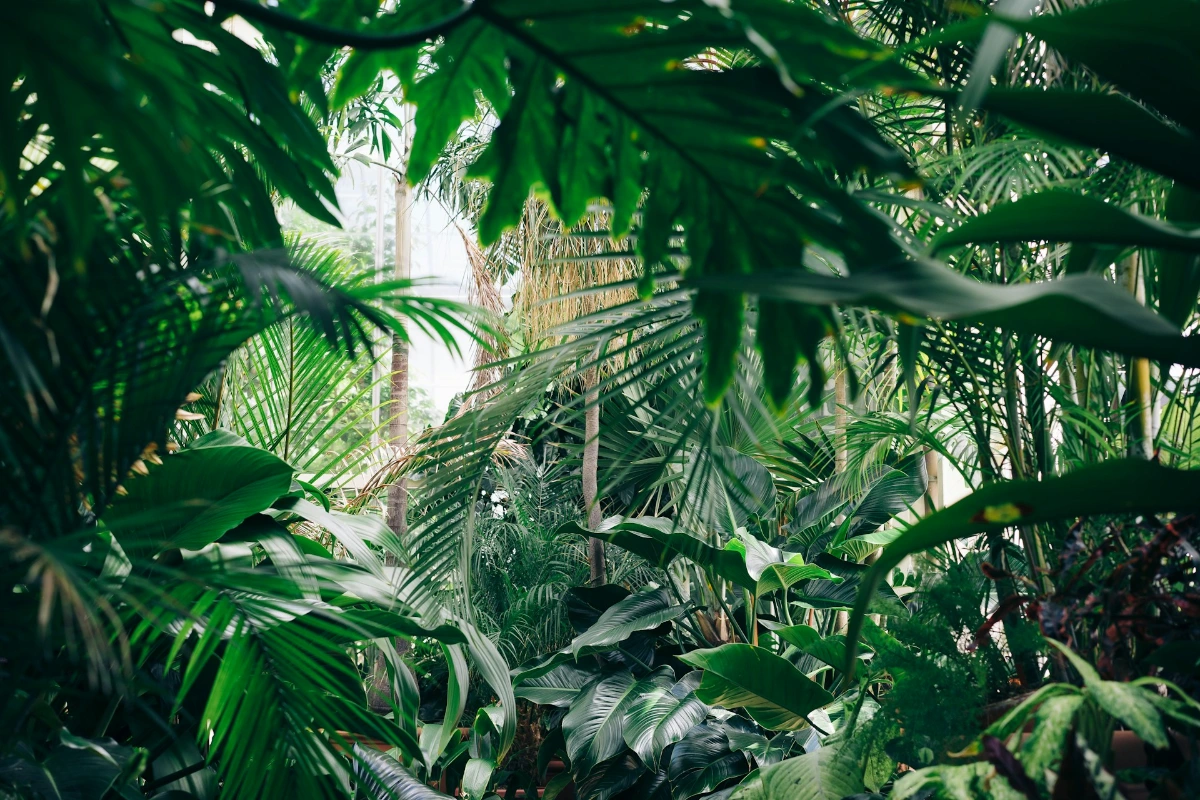 Relax in the Botanical Oasis of Palmengarten in Frankfurt